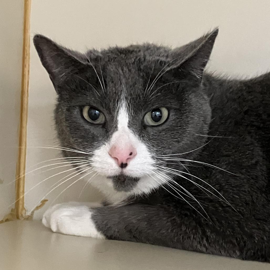 Enlarge Lucy Lou, a Adoptable Domestic Short Hair in Idaho Falls, ID image 2/3