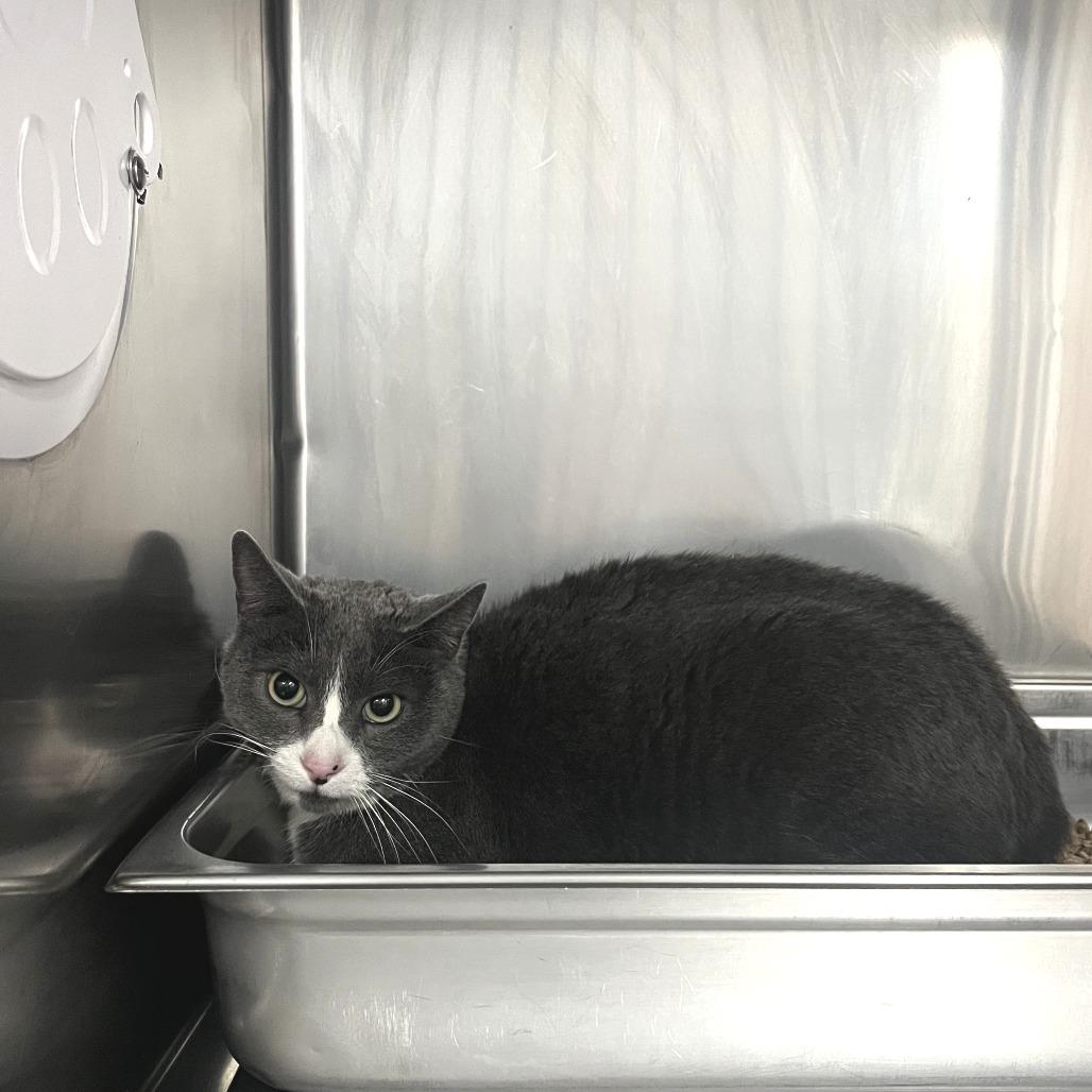 Enlarge Lucy Lou, a Adoptable Domestic Short Hair in Idaho Falls, ID image 3/3