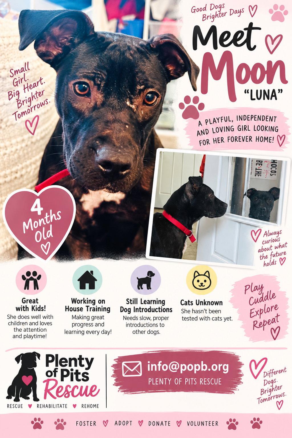 Moon, Adoptable, Puppy Female Mixed Breed.
