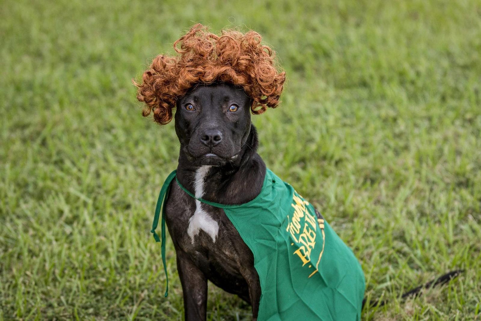 Enlarge Moon, a Adoptable Mixed Breed in Gainesville, FL image 1/3