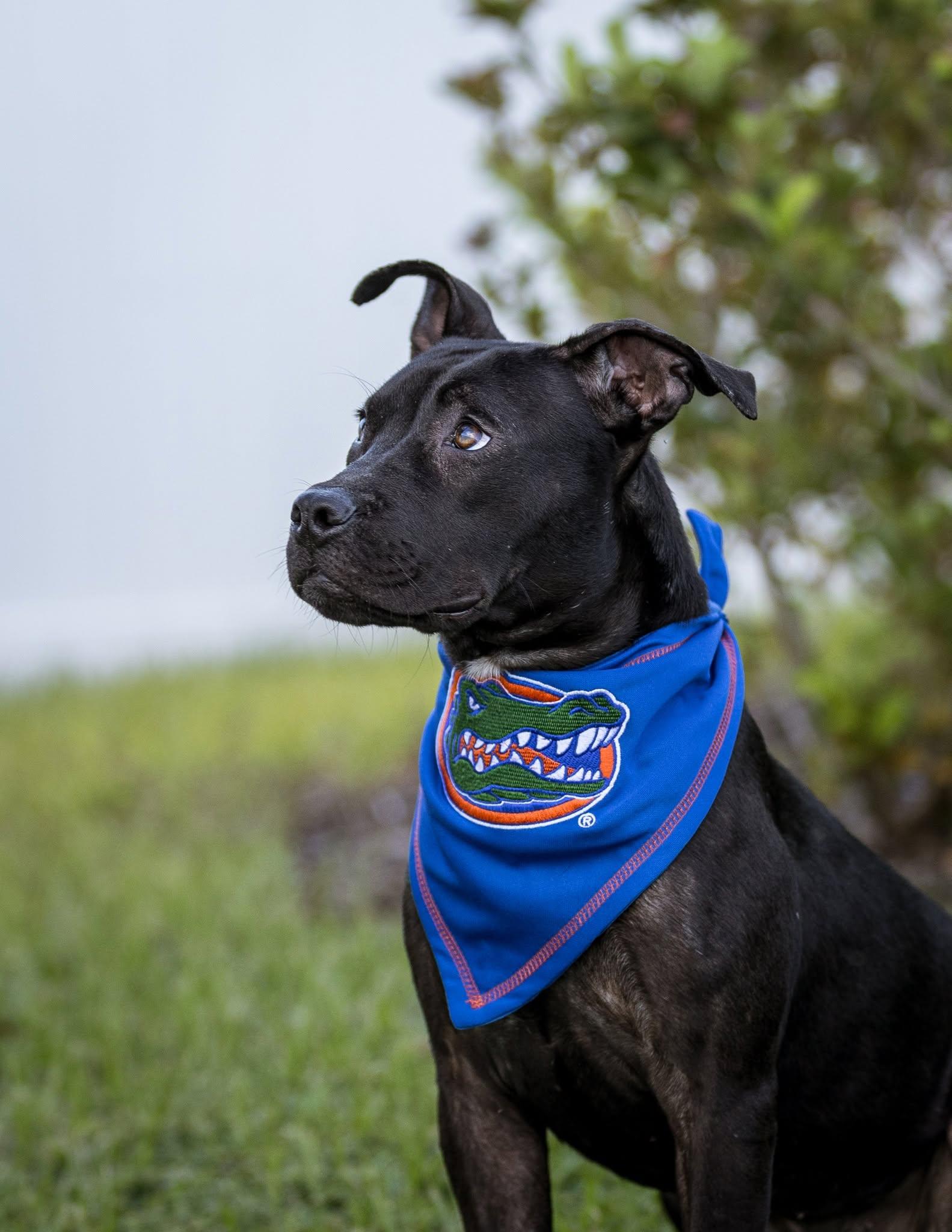 Enlarge Moon, a Adoptable Mixed Breed in Gainesville, FL image 2/3