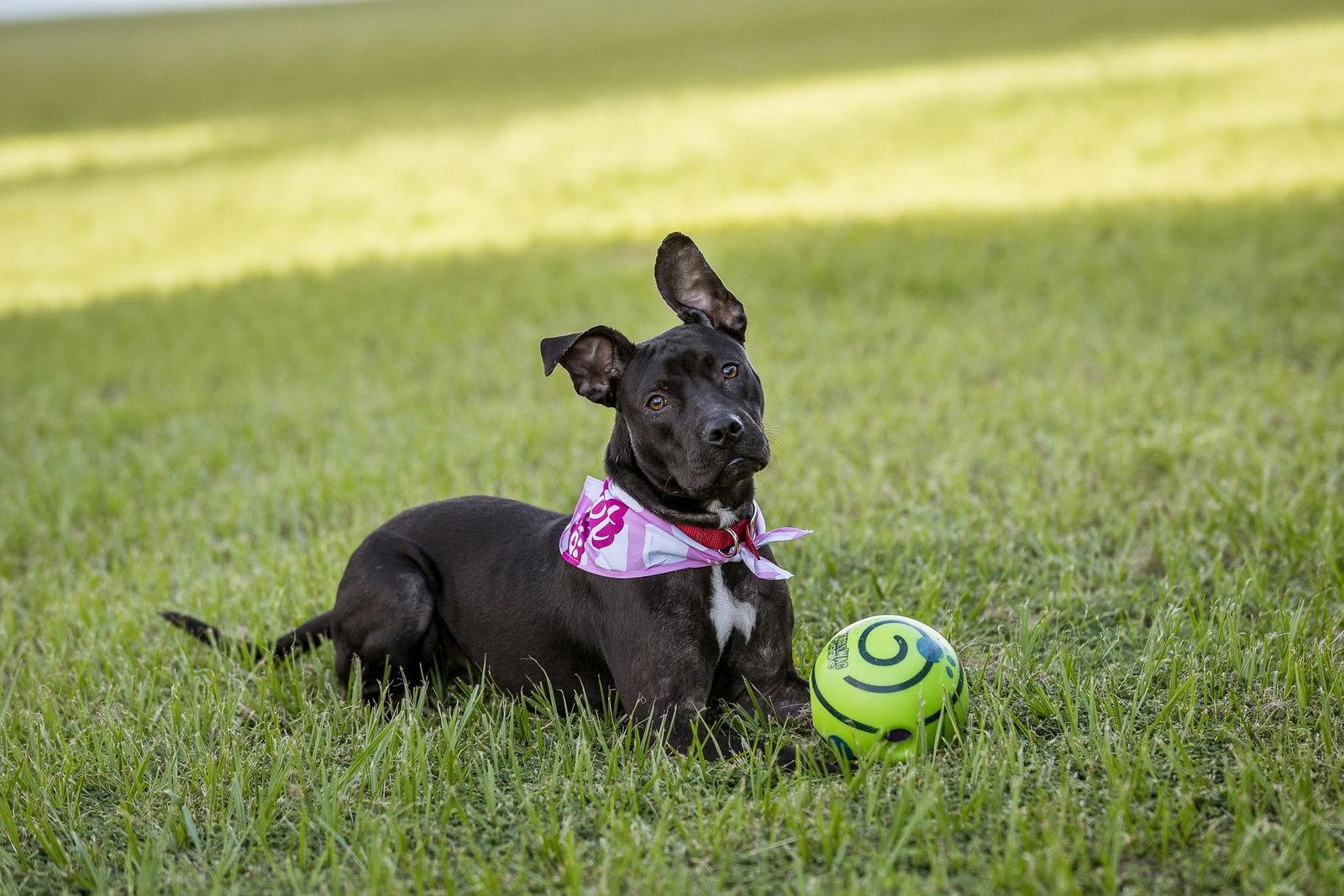 Enlarge Moon, a Adoptable Mixed Breed in Gainesville, FL image 3/3
