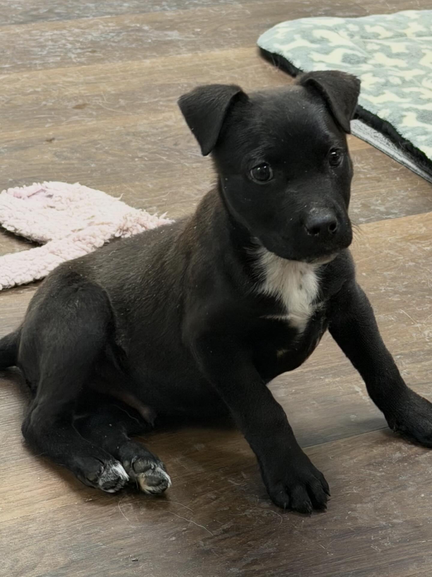 Yammy, a ADOPTABLE mixed breed in Pagosa Springs, CO image 1/5