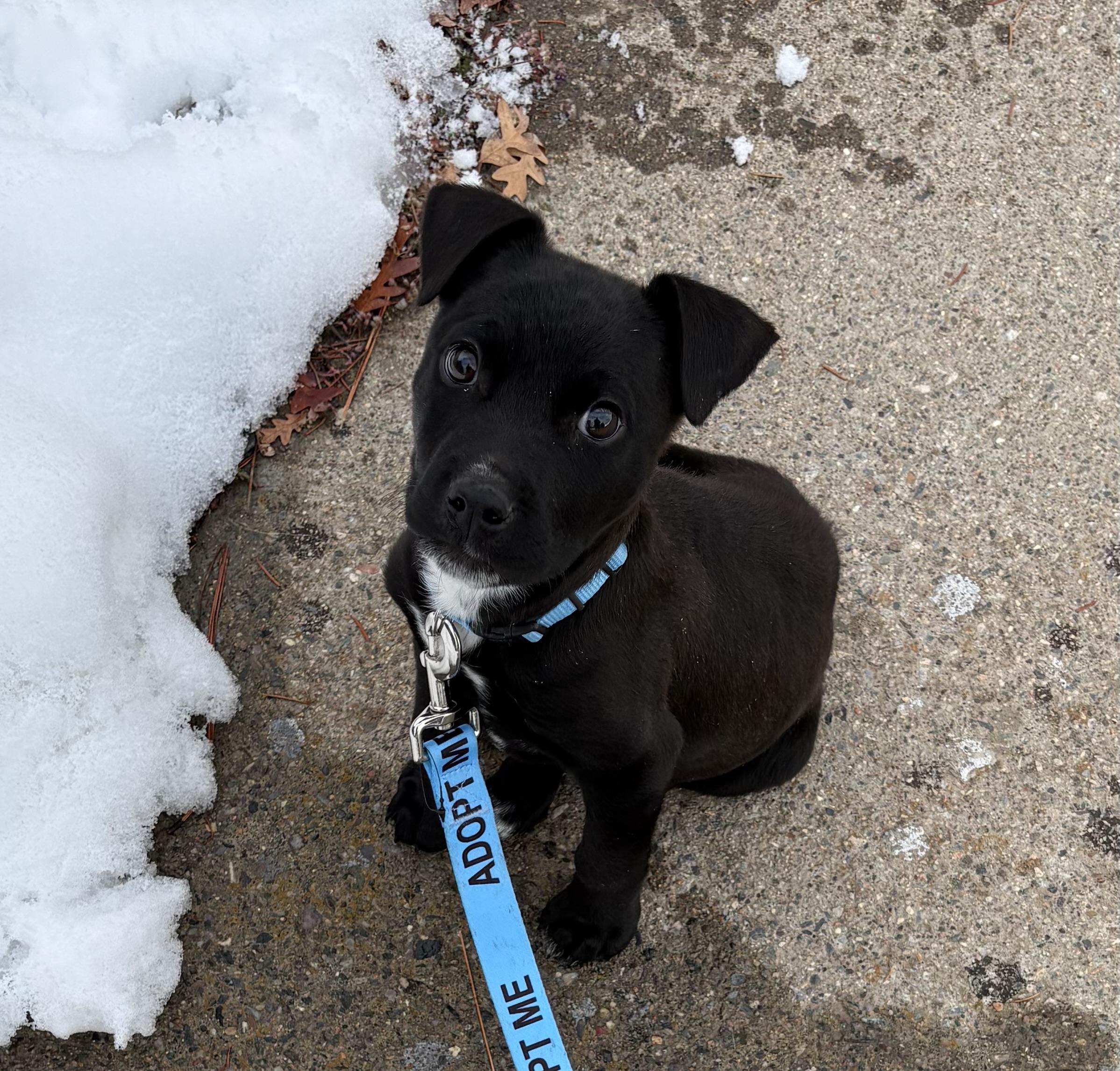 Yammy, a ADOPTABLE mixed breed in Pagosa Springs, CO image 2/5