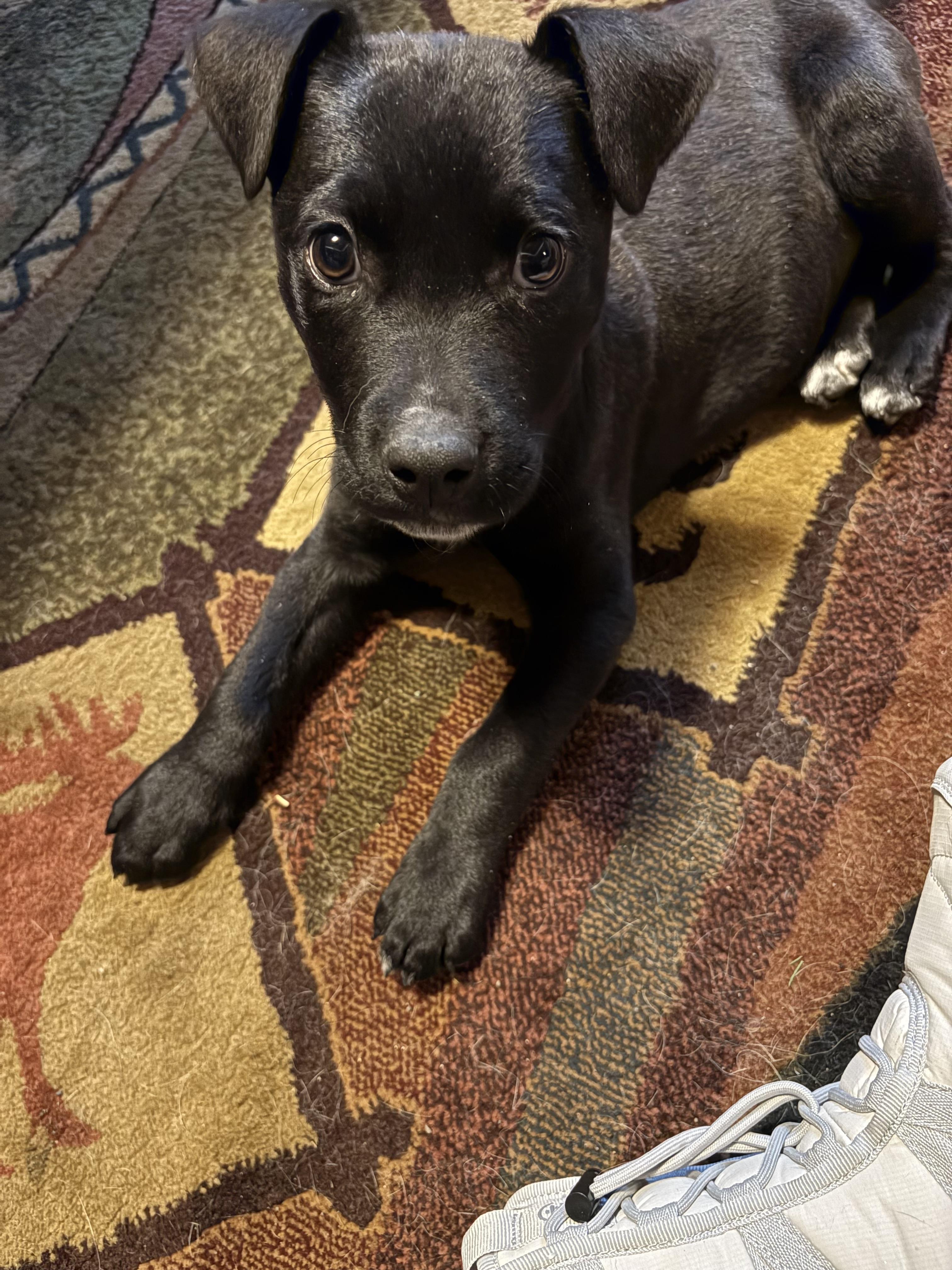 Yammy, a ADOPTABLE mixed breed in Pagosa Springs, CO image 3/5