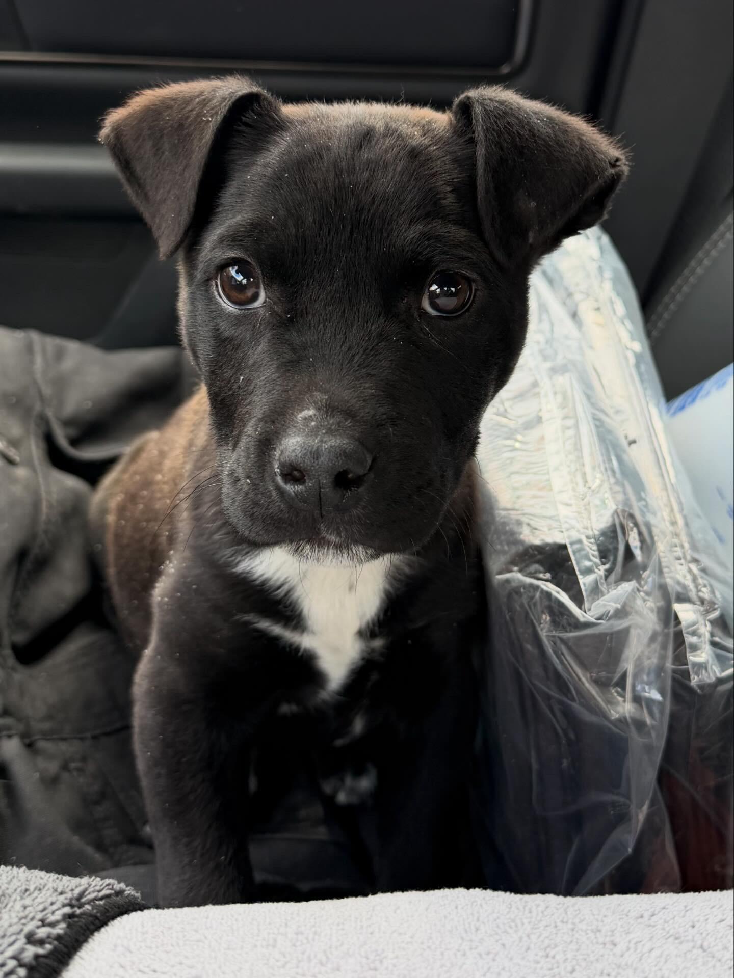 Yammy, a ADOPTABLE mixed breed in Pagosa Springs, CO image 4/5