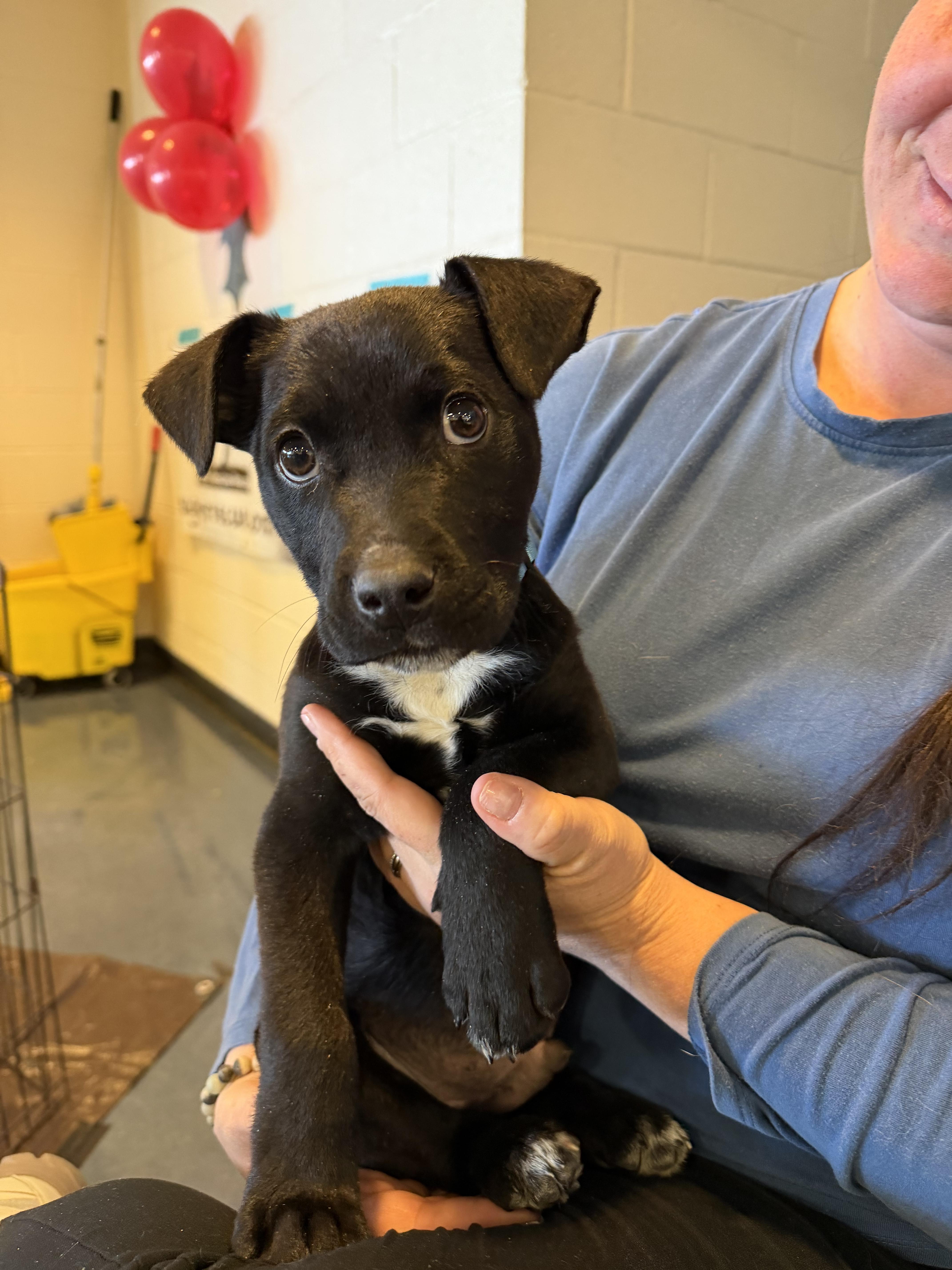 Yammy, a ADOPTABLE mixed breed in Pagosa Springs, CO image 5/5