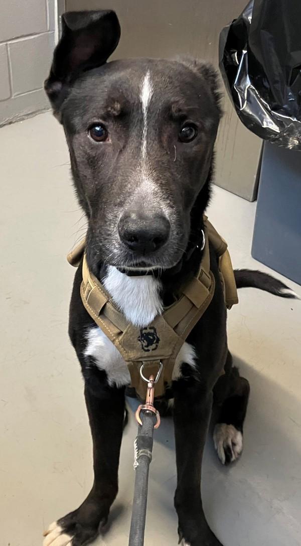 Hamlet, Adoptable, Adult Male Mixed Breed.