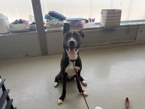 Enlarge Hamlet, a Adoptable mixed breed in Staten Island, NY image 5/5