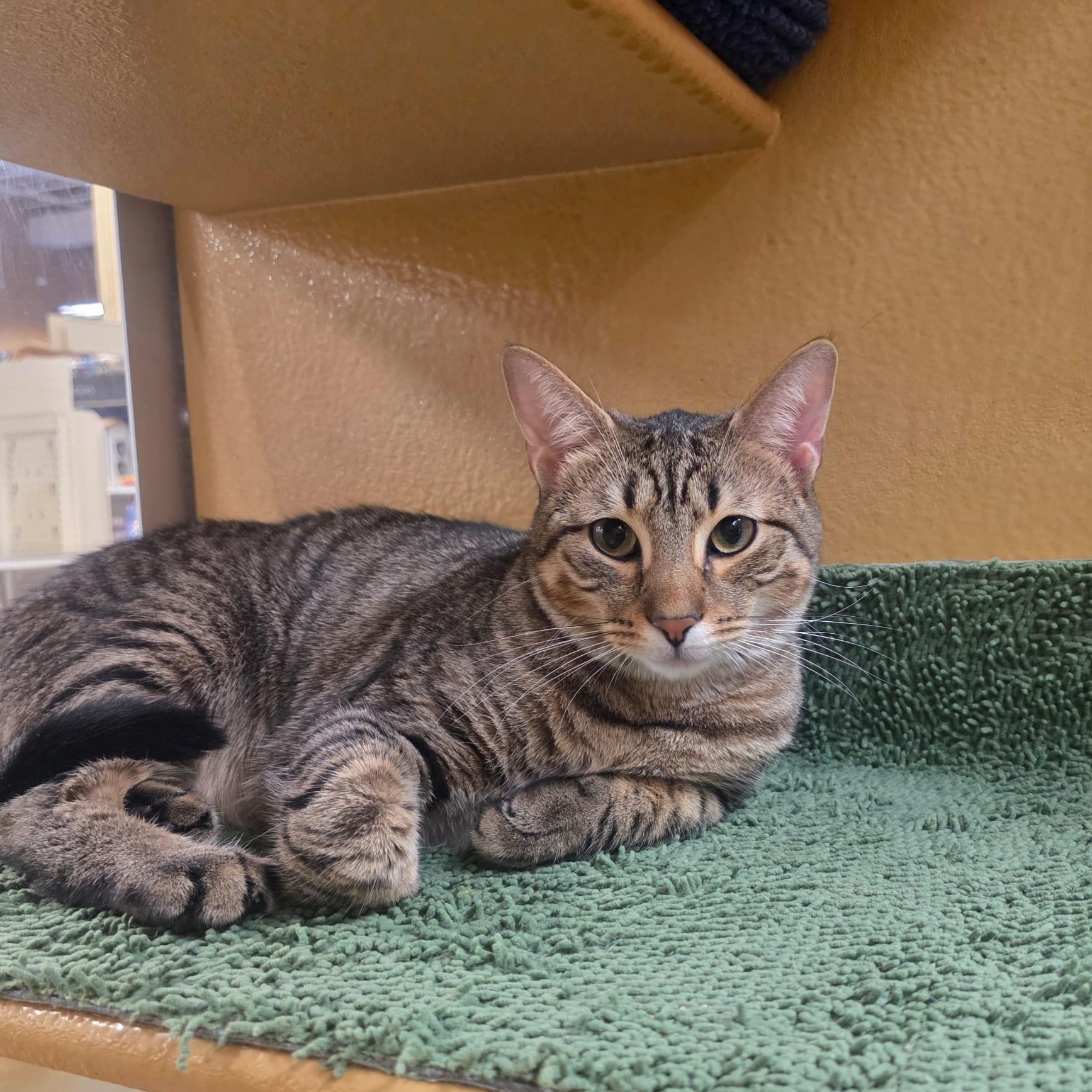 Simba , Adoptable, Young Male Tabby.