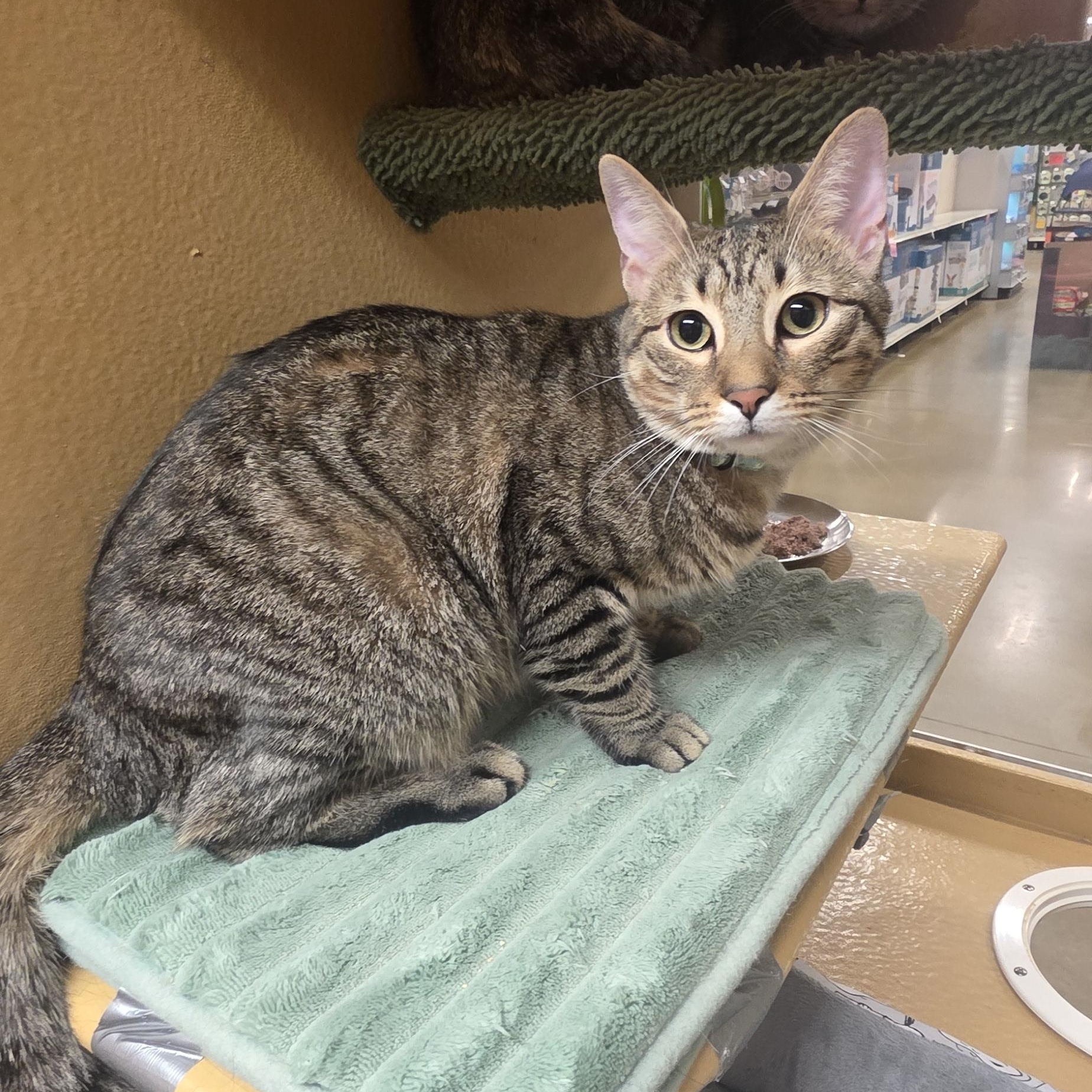 Simba , a Adoptable Tabby in North Bergen, NJ image 2/2