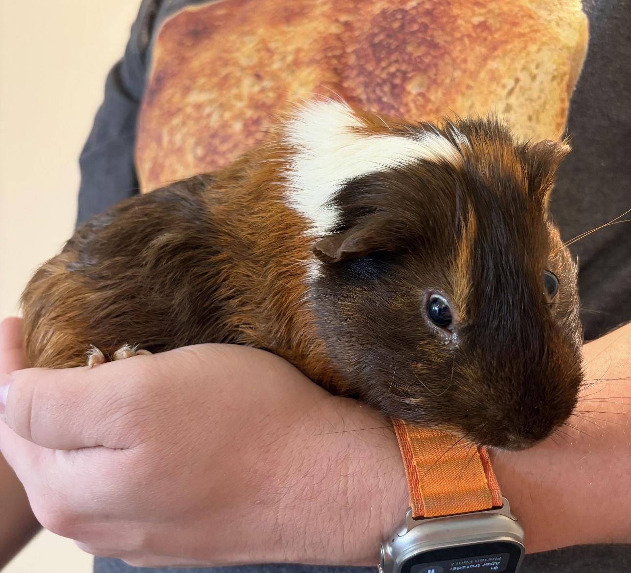 Piggie and Gerald, Adoptable, Adult Male Guinea Pig.