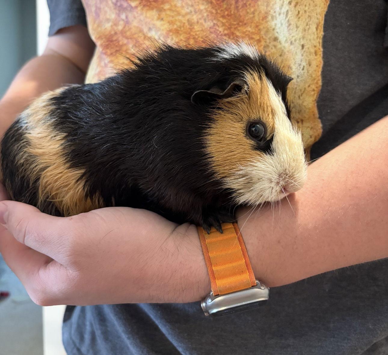 Enlarge Piggie and Gerald, a Adoptable Guinea Pig in Mankato, MN image 2/3