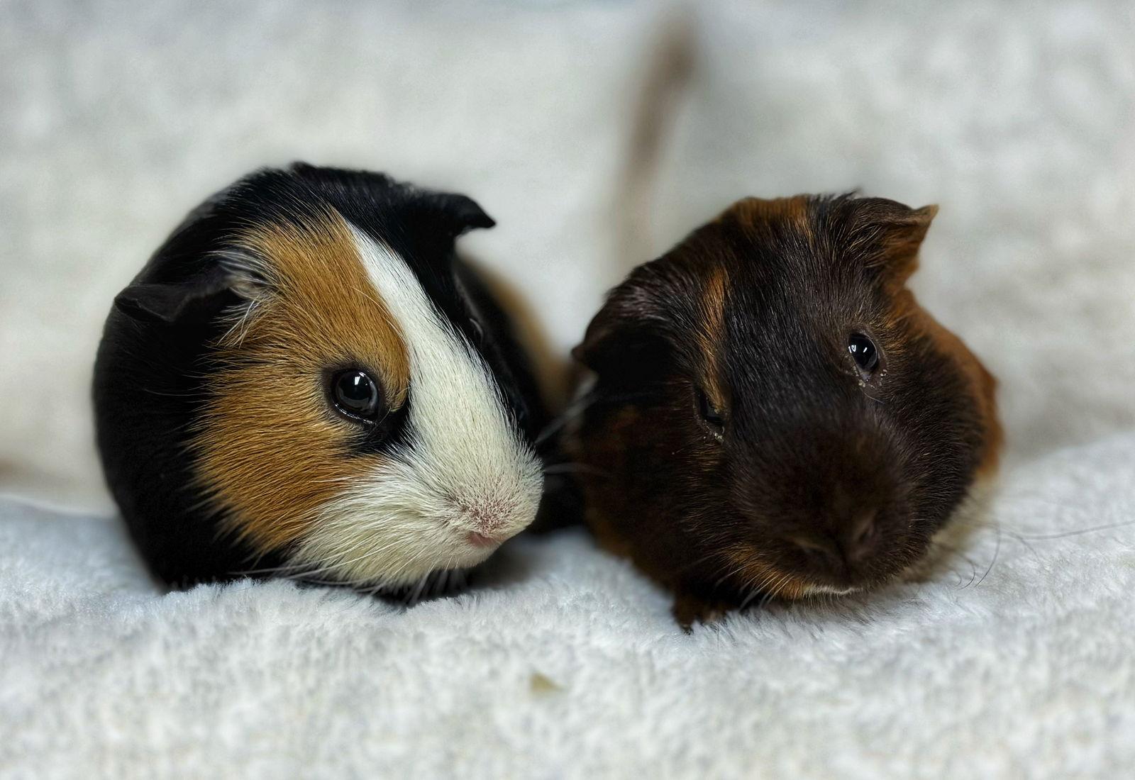 Enlarge Piggie and Gerald, a Adoptable Guinea Pig in Mankato, MN image 3/3