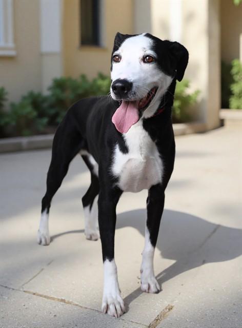 Enlarge BINGO, a Adoptable Labrador Retriever in Baldwin Park, CA image 1/1