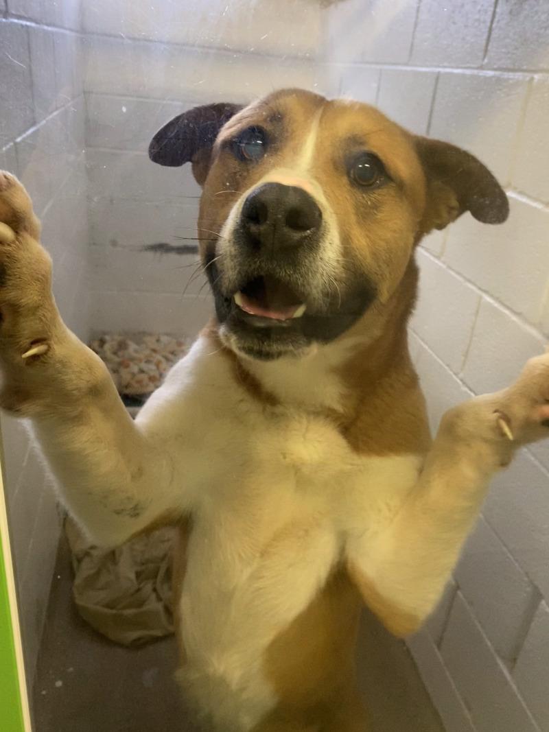 Enlarge Darryl, a Adoptable mixed breed in Cortland, NY image 1/6