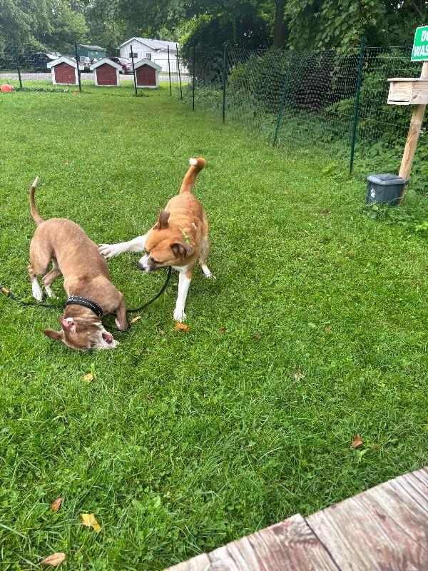 Darryl, Adoptable, Young Male American Bulldog & Mixed Breed.