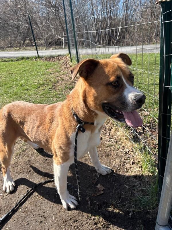 Darryl, Adoptable, Young Male American Bulldog & Mixed Breed.