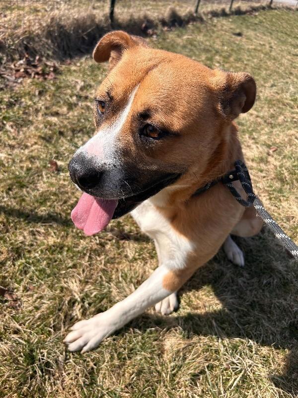 Enlarge Darryl, a Adoptable mixed breed in Cortland, NY image 2/6