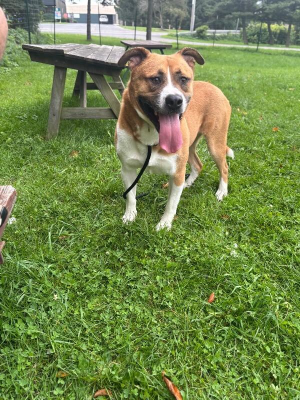 Enlarge Darryl, a Adoptable mixed breed in Cortland, NY image 2/6