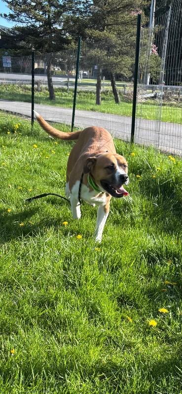 Enlarge Darryl, a Adoptable mixed breed in Cortland, NY image 2/6