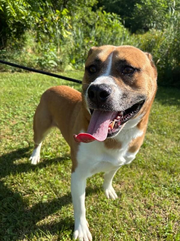 Enlarge Darryl, a Adoptable mixed breed in Cortland, NY image 3/6