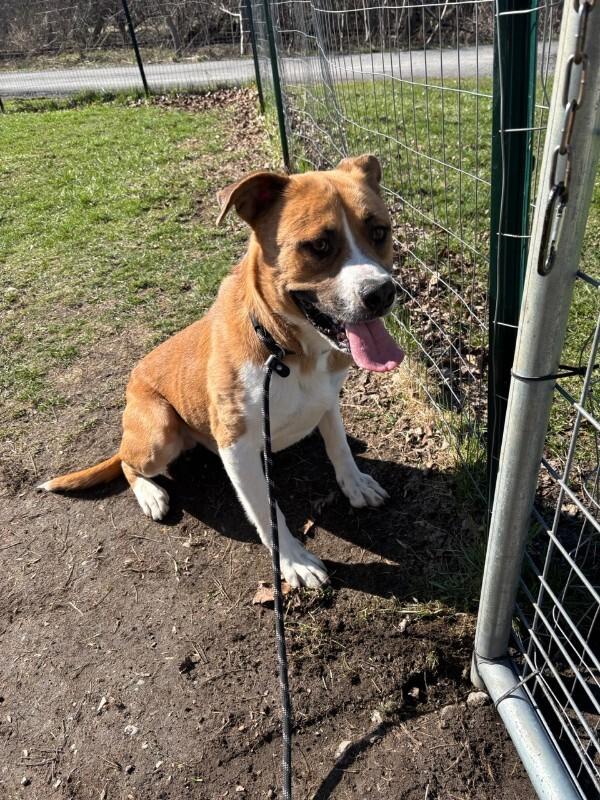 Enlarge Darryl, a Adoptable mixed breed in Cortland, NY image 2/6