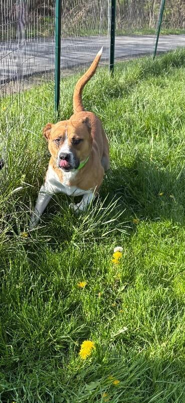 Enlarge Darryl, a Adoptable mixed breed in Cortland, NY image 3/6