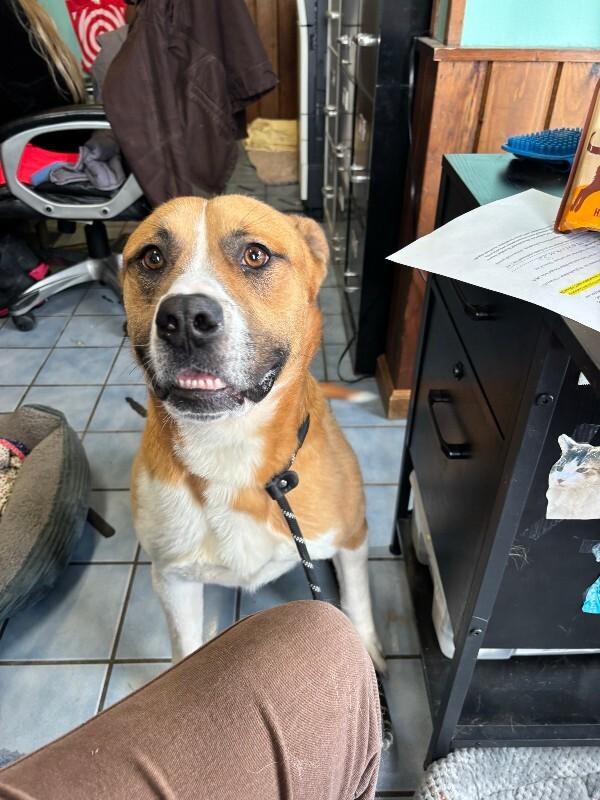 Enlarge Darryl, a Adoptable mixed breed in Cortland, NY image 3/6