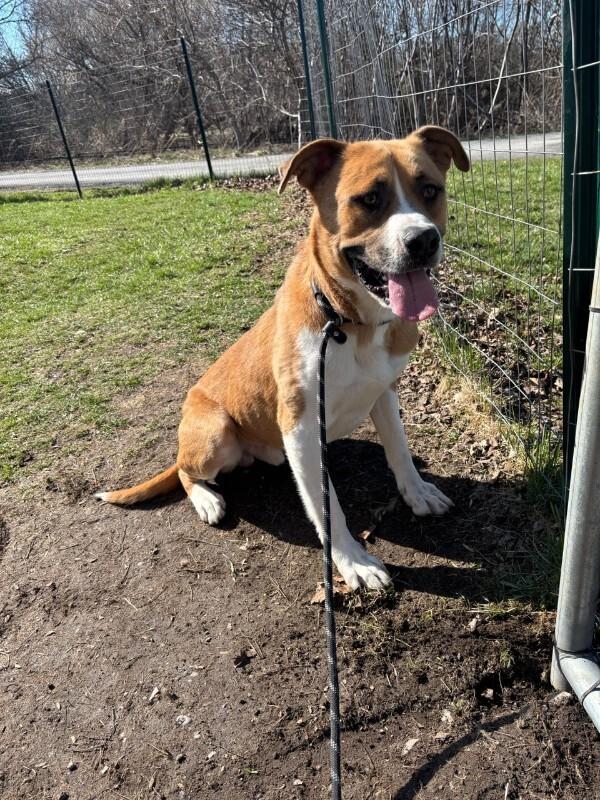 Enlarge Darryl, a Adoptable mixed breed in Cortland, NY image 4/6