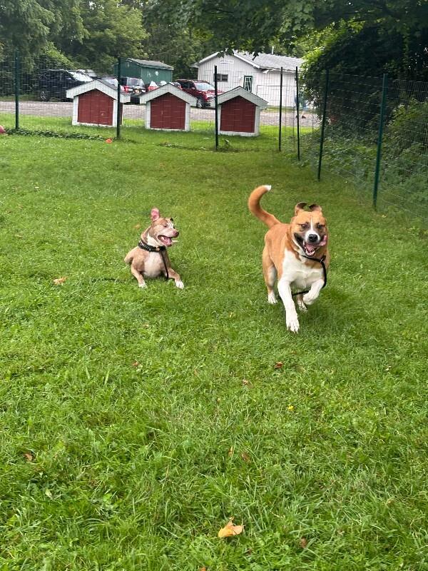 Enlarge Darryl, a Adoptable mixed breed in Cortland, NY image 4/6
