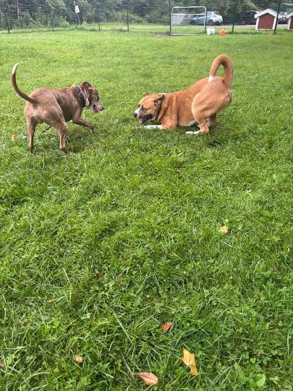 Enlarge Darryl, a Adoptable mixed breed in Cortland, NY image 5/6