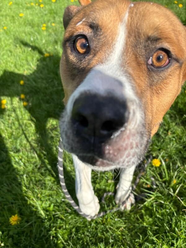 Enlarge Darryl, a Adoptable mixed breed in Cortland, NY image 4/6