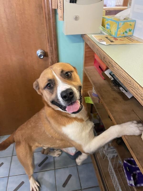 Enlarge Darryl, a Adoptable mixed breed in Cortland, NY image 4/6