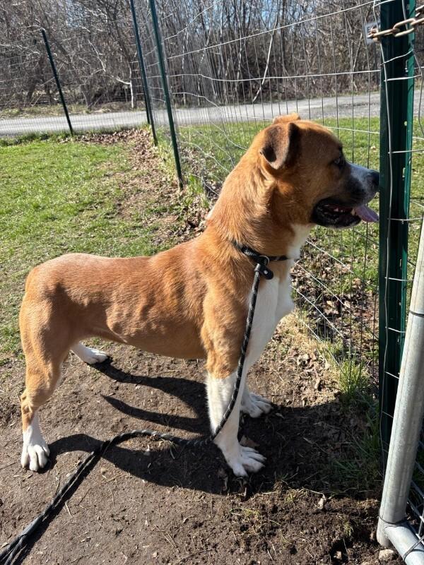Enlarge Darryl, a Adoptable mixed breed in Cortland, NY image 5/6