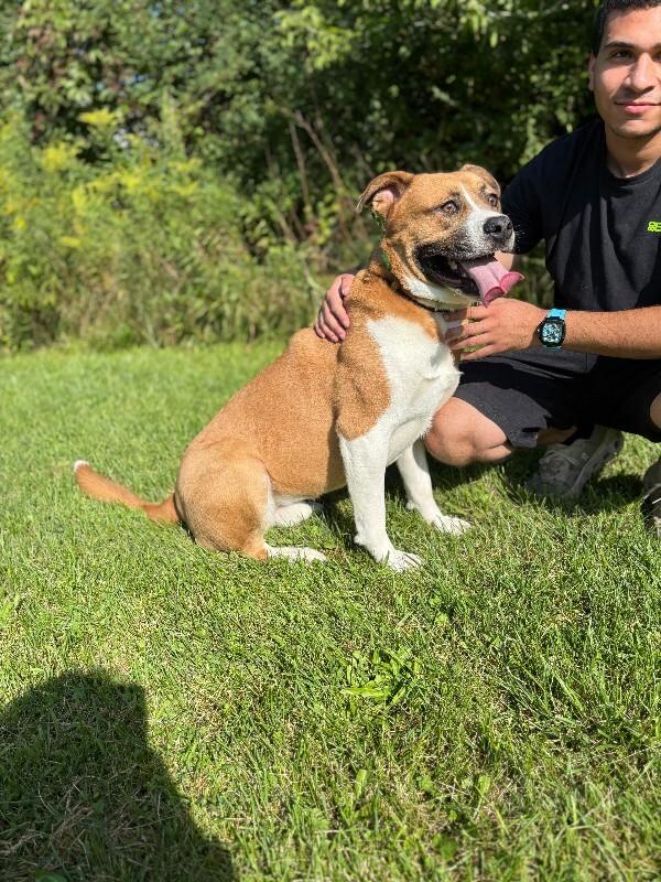 Enlarge Darryl, a Adoptable mixed breed in Cortland, NY image 6/6