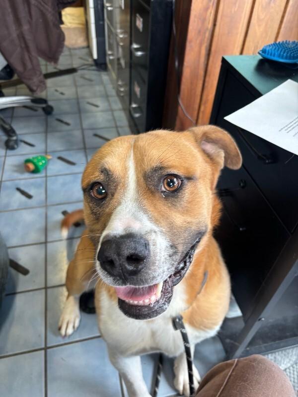 Enlarge Darryl, a Adoptable mixed breed in Cortland, NY image 5/6