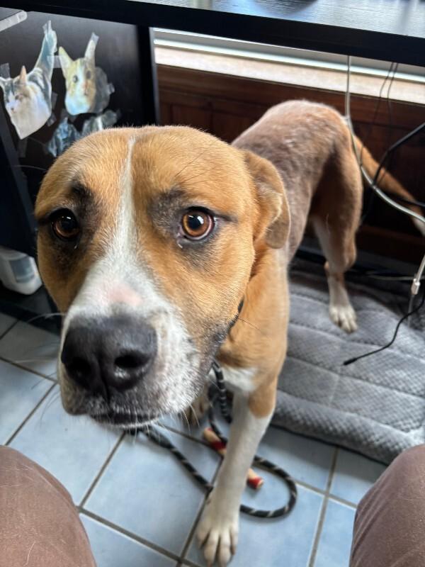 Enlarge Darryl, a Adoptable mixed breed in Cortland, NY image 6/6