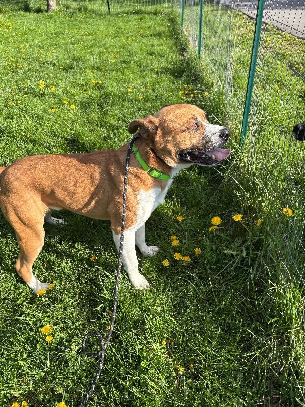Enlarge Darryl, a Adoptable mixed breed in Cortland, NY image 5/6