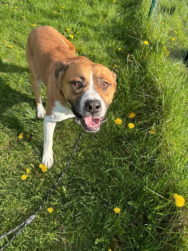 Enlarge Darryl, a Adoptable mixed breed in Cortland, NY image 6/6