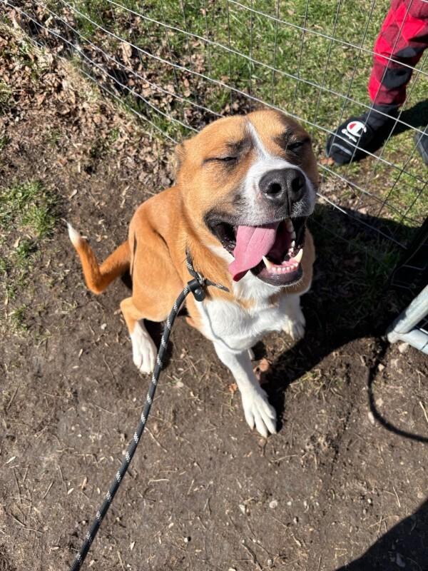 Enlarge Darryl, a Adoptable mixed breed in Cortland, NY image 6/6