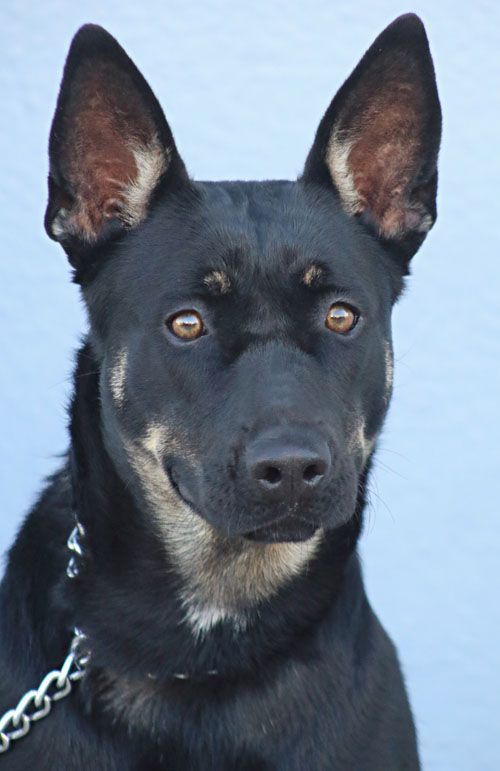 Skylar von Roxy" , a Adoptable mixed breed in Los Angeles, CA image 1/4