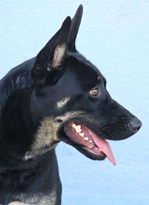 Skylar von Roxy" , a Adoptable mixed breed in Los Angeles, CA image 2/4