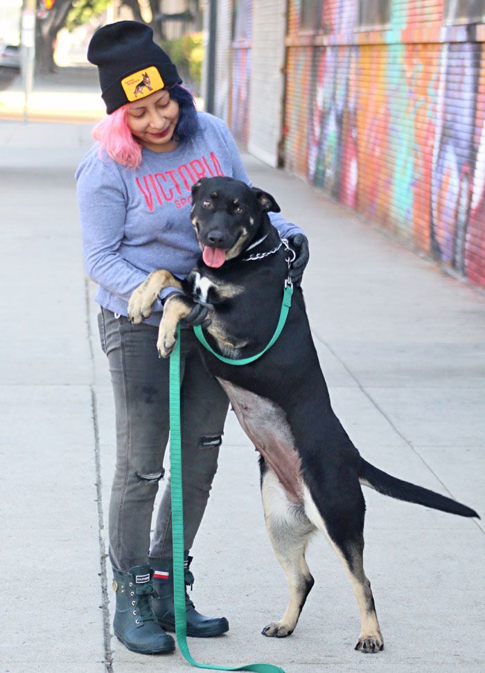 Skylar von Roxy" , a Adoptable mixed breed in Los Angeles, CA image 4/4