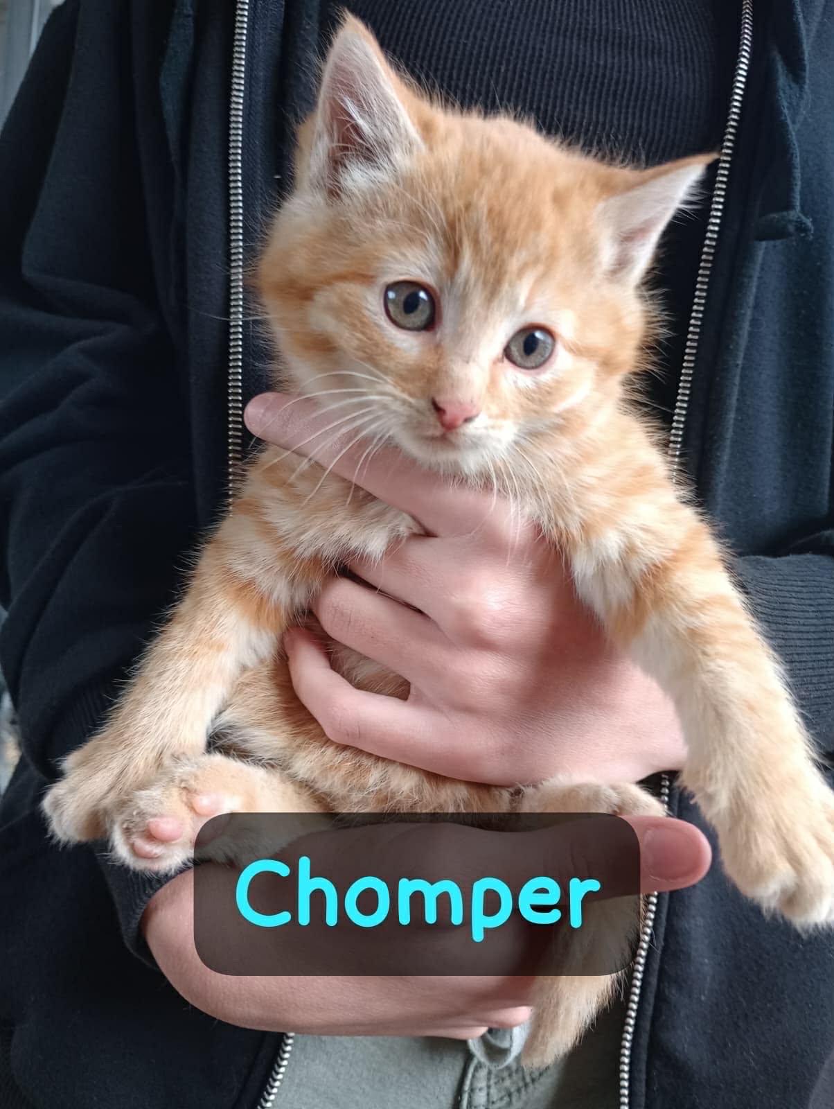 Chomper, Adopted, Young Male Domestic Medium Hair.