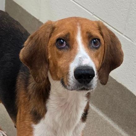 Earl, Adoptable, Senior Male Hound.