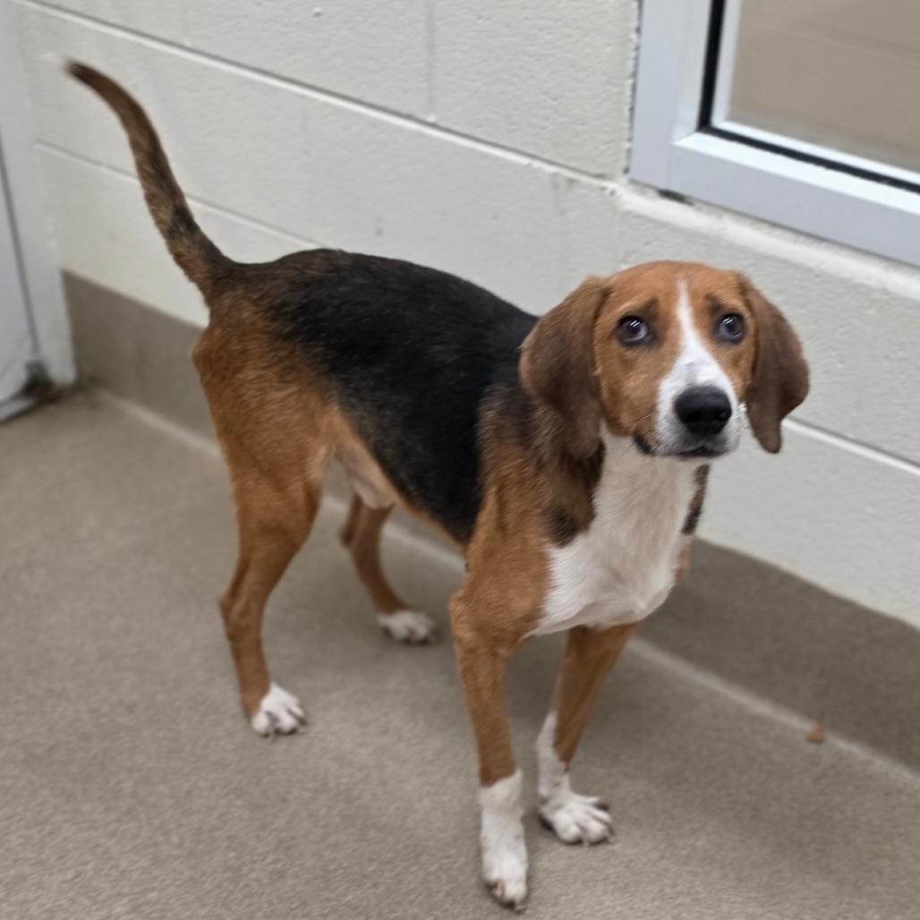 Earl, a Adoptable Hound in Concord, NC image 2/2