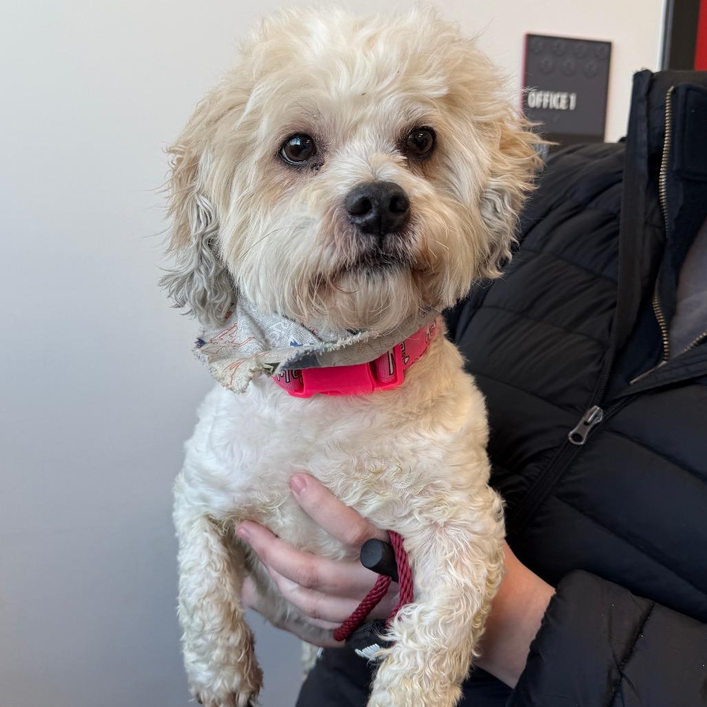 Max, Adoptable, Senior Male Bichon Frise & Bolognese.
