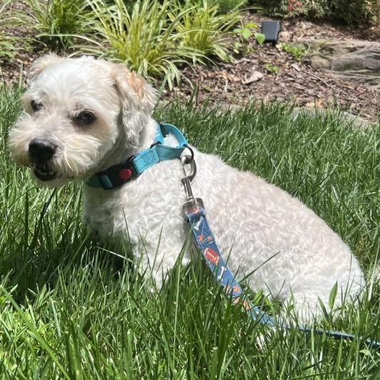Enlarge Max, a Adoptable mixed breed in Glenelg, MD image 1/6