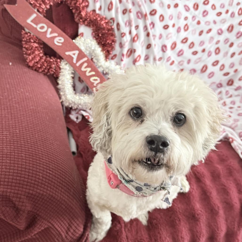 Enlarge Max, a Adoptable mixed breed in Glenelg, MD image 2/6